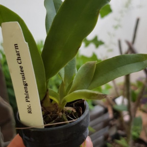 Rlc. Phiengrudee Charm