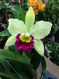 RLC Prathum Green, seedling