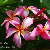 Seminte Plumeria Chompoo Dok Yai