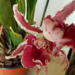 Trichopilia coccinea Dark Red Big