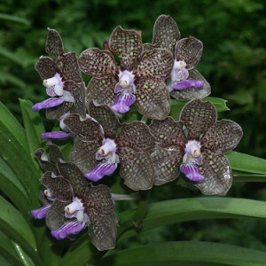 Vanda Mimi Palmer superfragrance w1 FS