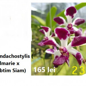 Vandachostyis (Colmarie X Tubtim siam) cartoon spot