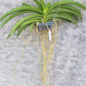 Vandachostylis Sasicha FS