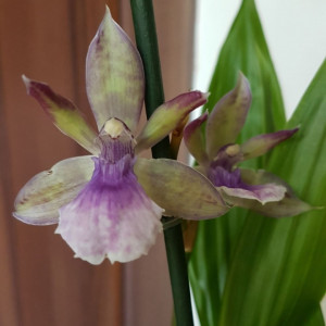 Zygopetalum