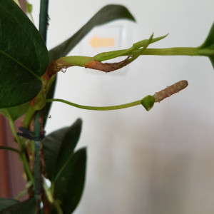 Anthurium Scadens var. Pumila
