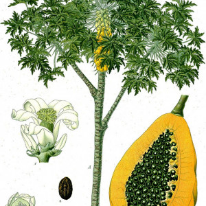 papaya