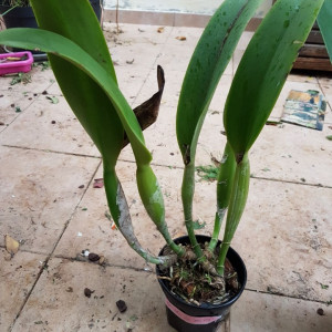 Blc. Chia Lin