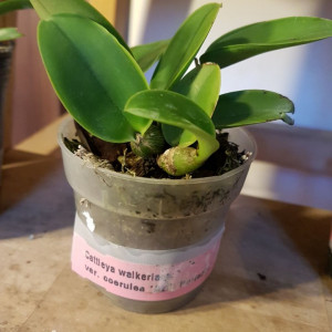 Cattleya Walkeriana var. Coerulea Azul Perfecta NFS j2
