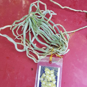 Chiloschista Parishii