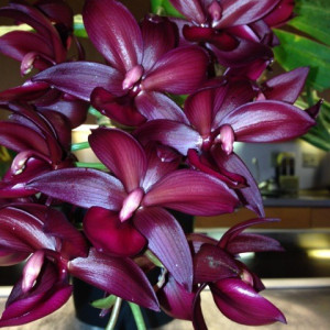 Cyc. Wine Delight "Jem" FCC/AOS FS