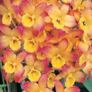 Dendro. Oriental Smile "Fantasy" AM/AOS FS