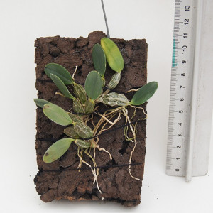 Dendrobium Jenkinsii