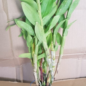 Dendrobium Purpureum x Dendrobium Smilliae, clupms