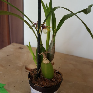 Epidendrum Tripunctatum
