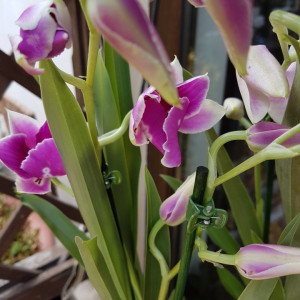 Miltoniopsis 2 tije