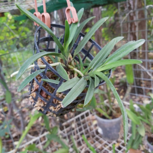 Neofinetia Falcata Alba FS