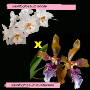 Odontoglossum Nobile X Odontoglossum Wyattianum