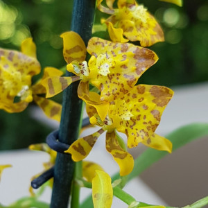 Oncidium Meirax