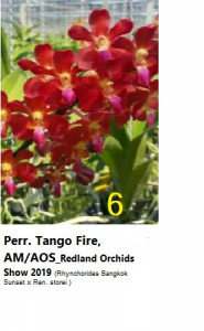 Perr. Tango Fire AM/AOS