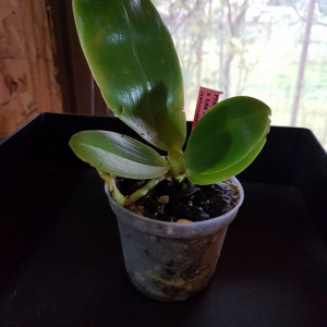Phal. (Lynd. E. Emer X Lds. B. Q.) X (Phal. Amboinensis X Phal. Zh. Min Etch) FS