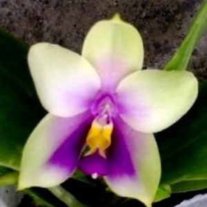 Phalaenopsis Bellina Blue FS