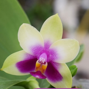 Phalaenopsis Bellina Miki MC