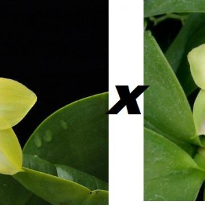 Phalaenopsis Buena Jewel x Bellina Wu