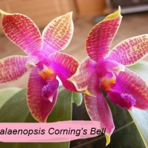 Phalaenopsis Corning's Bell
