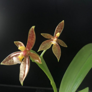 Phalaenopsis Cornu-Cervi forma chattaladae Fs