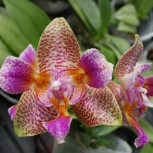 Phalaenopsis Joy Fairy Tale - FS