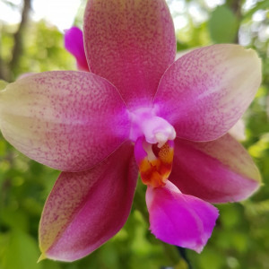 Phalaenopsis LIODORO Sweet Memory