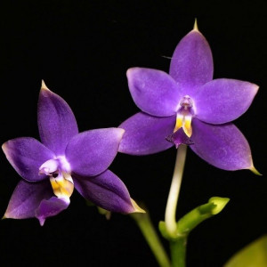Phalaenopsis violacea indigo hp norton