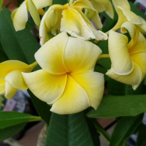 Plumeria Angel Touch