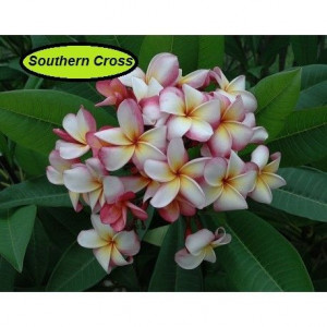 Plumeria Southern Cross