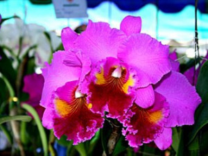 RLC Patchara Fancyetch Ratchsrima, seedling