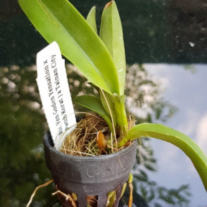 (Rlc. Yen golden yensation x Petch korat) x Tainam City