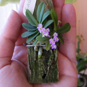 Schoenorchis Fragrans FS