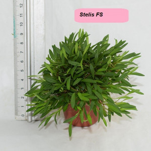 Stelis FS