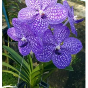 Vanda Pakpanung Blue