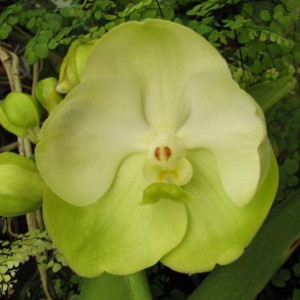 Vanda Rasri Gold x Ascocenda Krailerk White (round form)