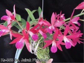 BC. Jairak Fire Star