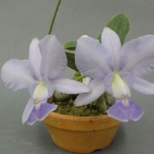 Cattleya Walkeriana var. Coerulea Azul Perfecta NFS j2