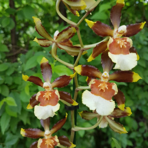 Colmanara Wildcat Rainbow