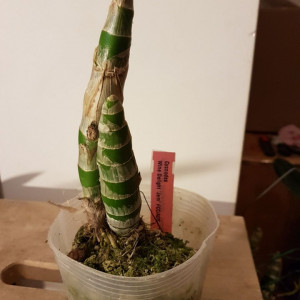 Cyc. Wine Delight "Jem" FCC/AOS FS
