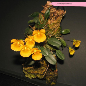 Dendrobium Jenkinsii