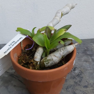 Dendrobium parishii - clumps