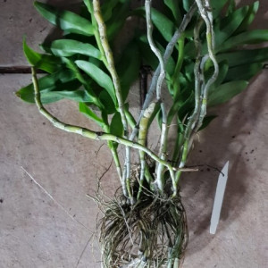 Dendrobium Primulinum FS