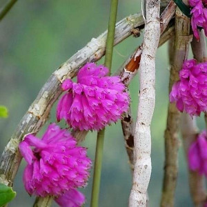Dendrobium purpureum