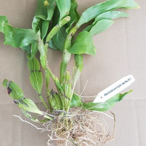 Dendrobium Sulcatum