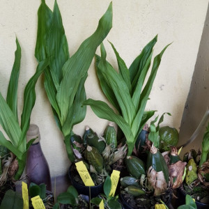 lycaste auburn x shonan harmony